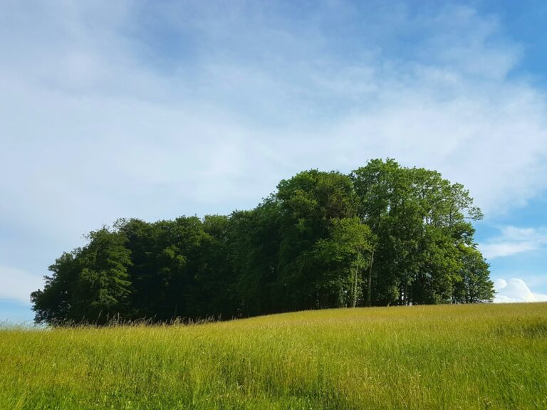 a grassy field with trees in the background