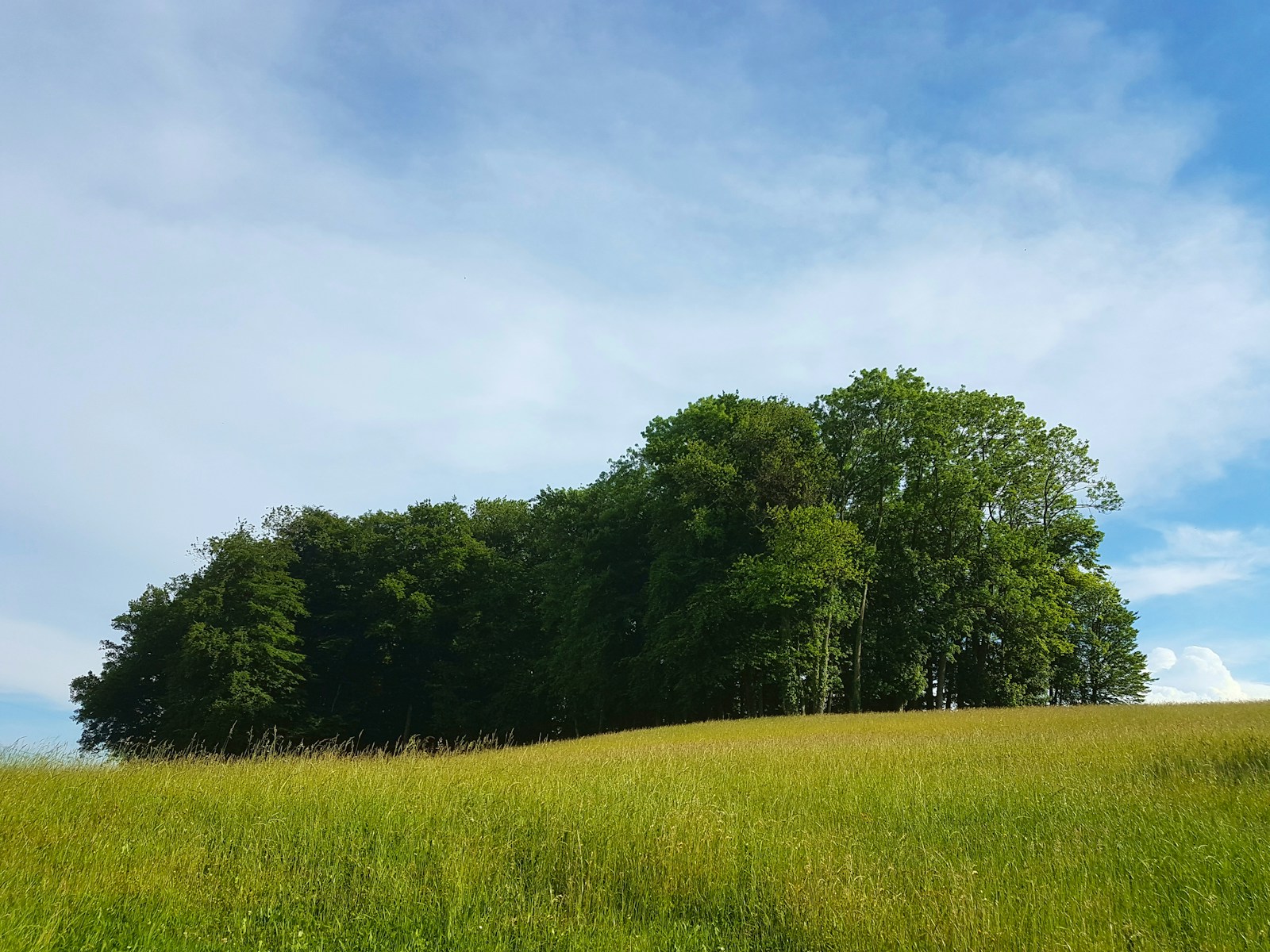 a grassy field with trees in the background